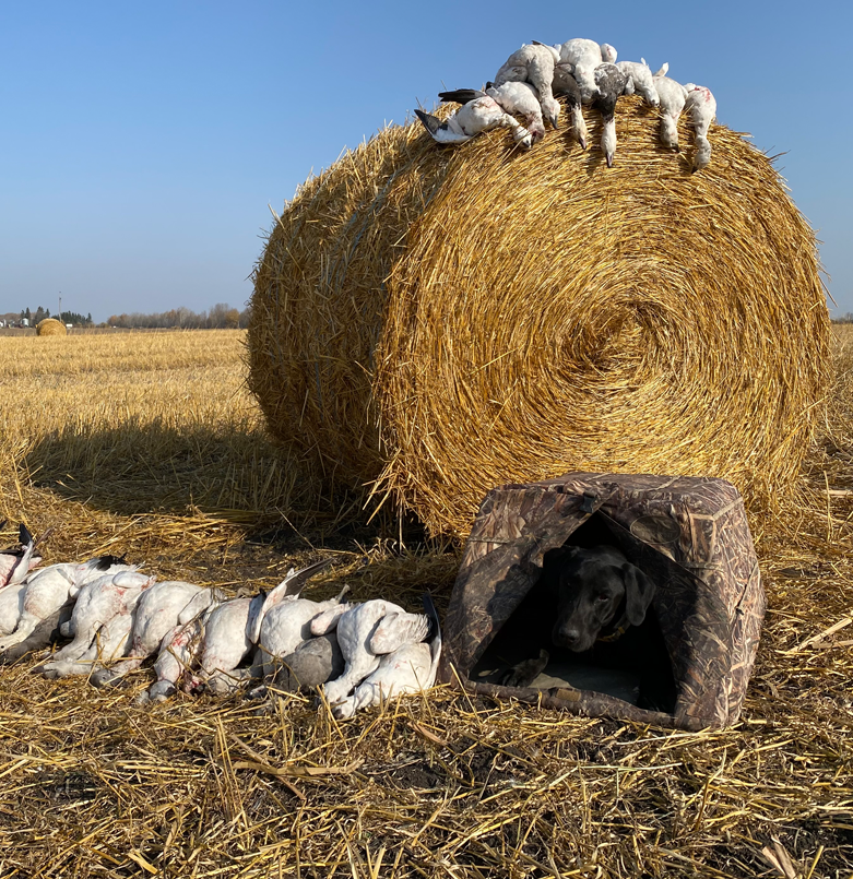 Duck Hunting Saskatchewan - Hunting Dog